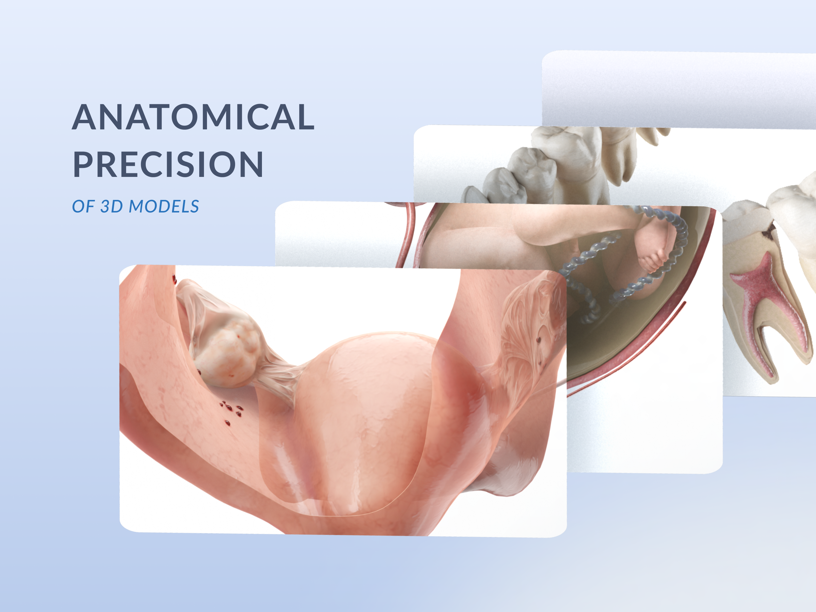 Media Voca Anatomy Pro 3