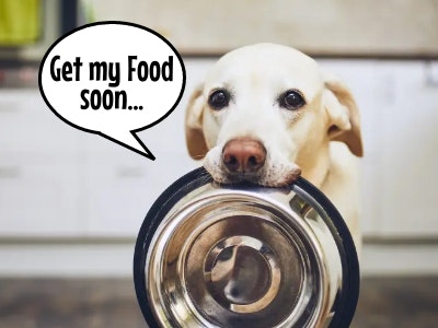 Best Dog Foods for 2022