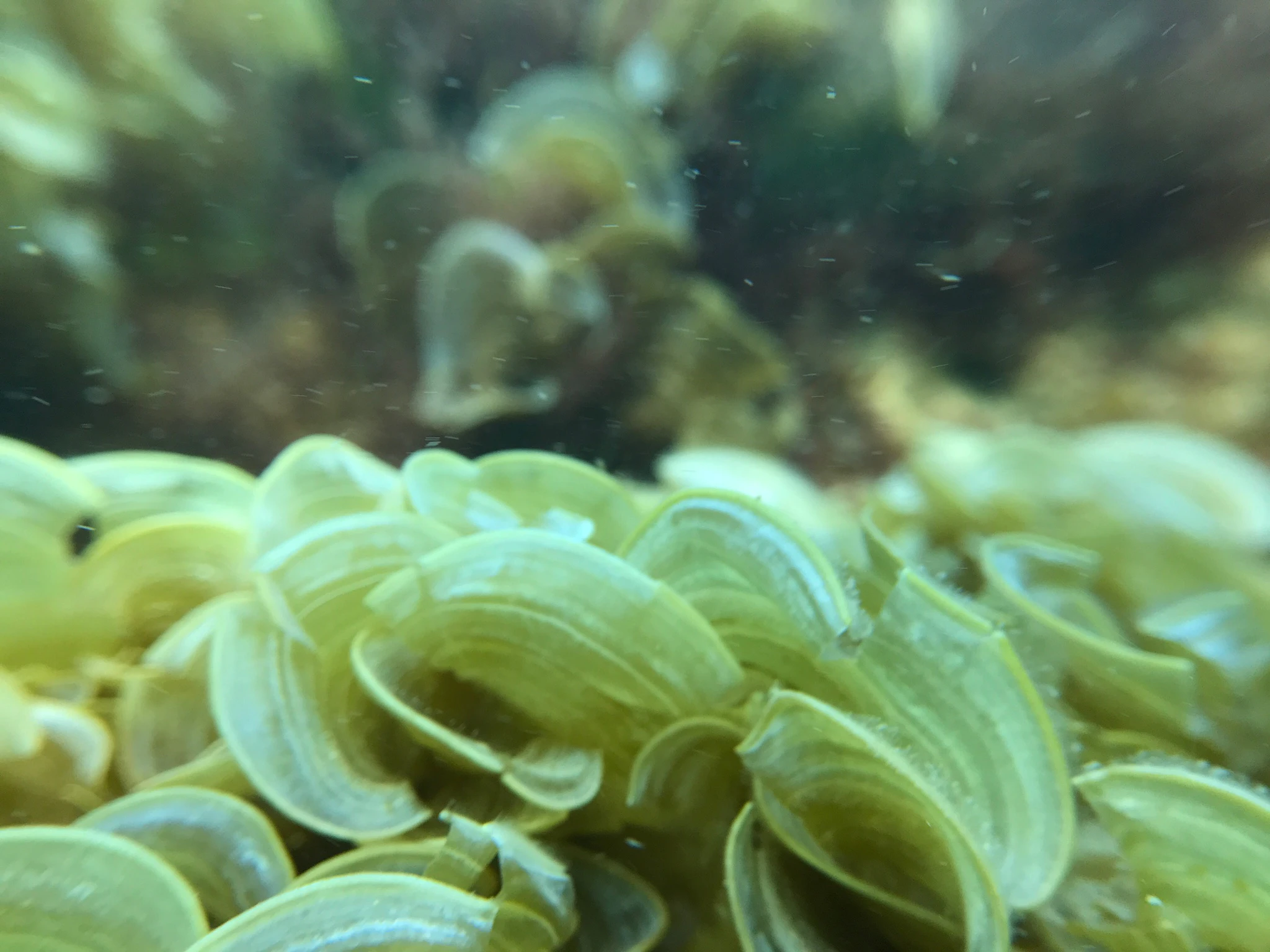 Greg Albritton cover