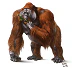 Gargantuan Orangutan