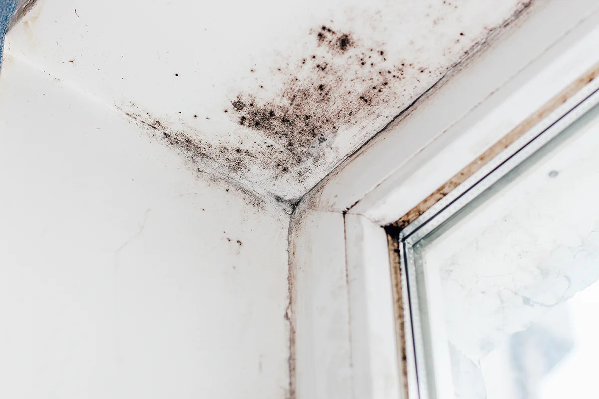 Damp Proofing Solutions Across London: - Main product screenshot demonstrating key features and user interface