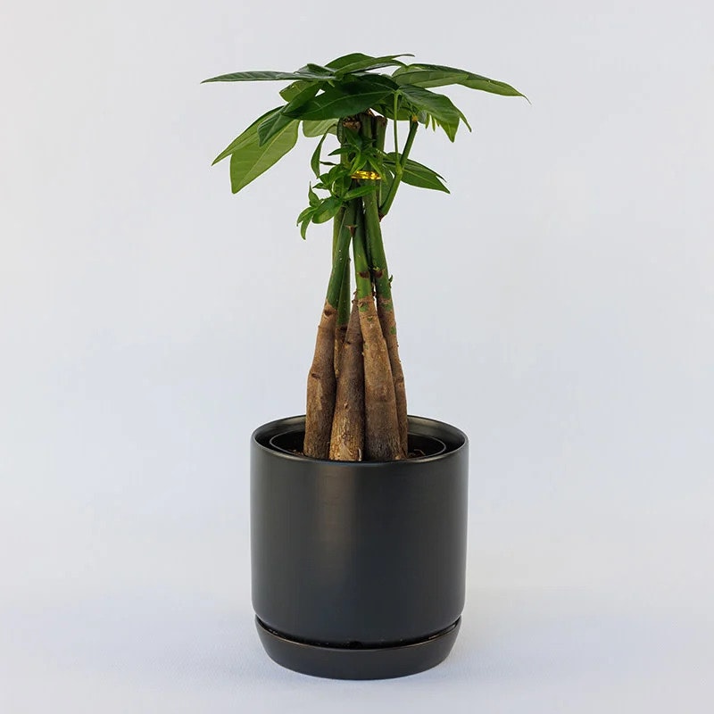 Pachira aquatica (Money Tree) Braid - Main product screenshot demonstrating key features and user interface