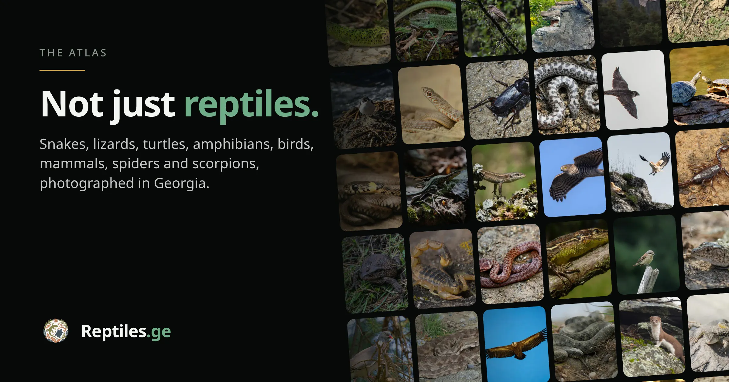 Reptiles gallery image