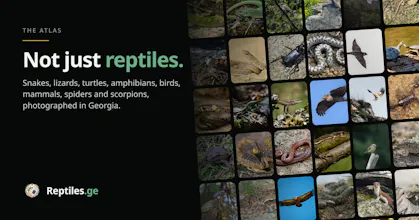 Reptiles gallery image