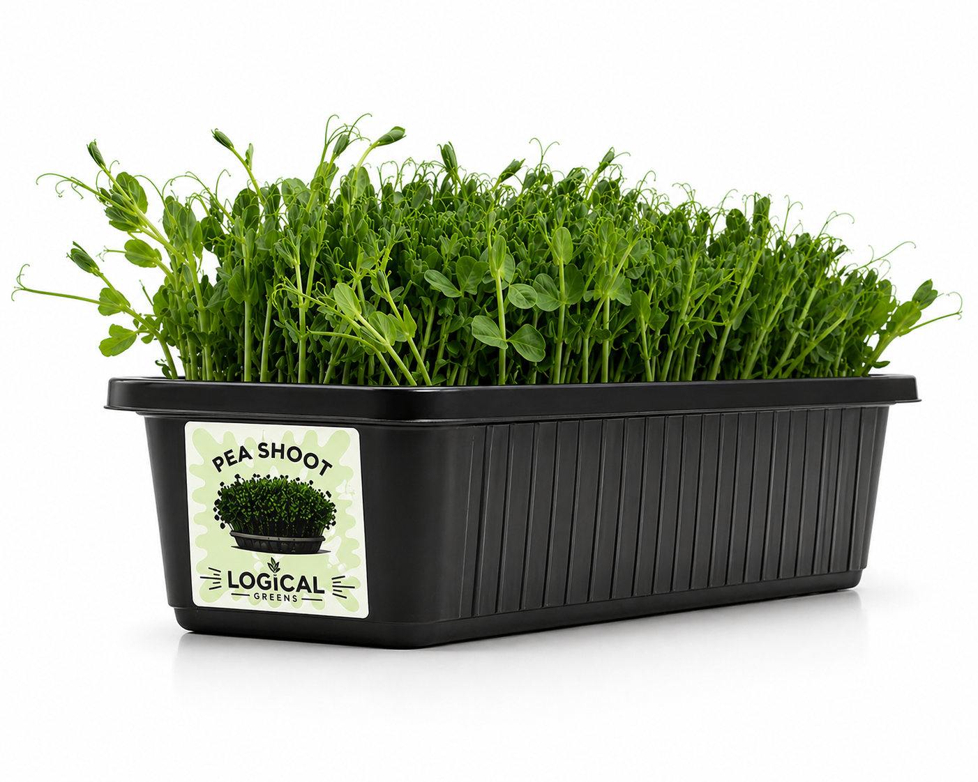 Pea Shoot Microgreens