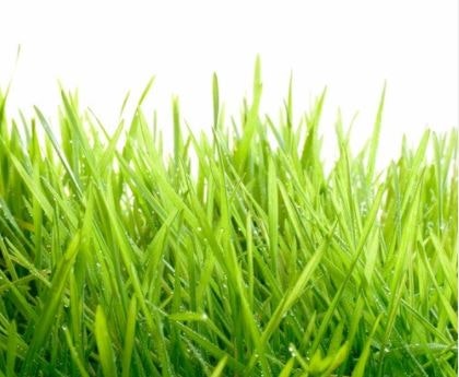 Barley Grass Juice Powder (1/2 Lb)
