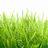 Barley Grass Juice Powder (1/2 Lb)
