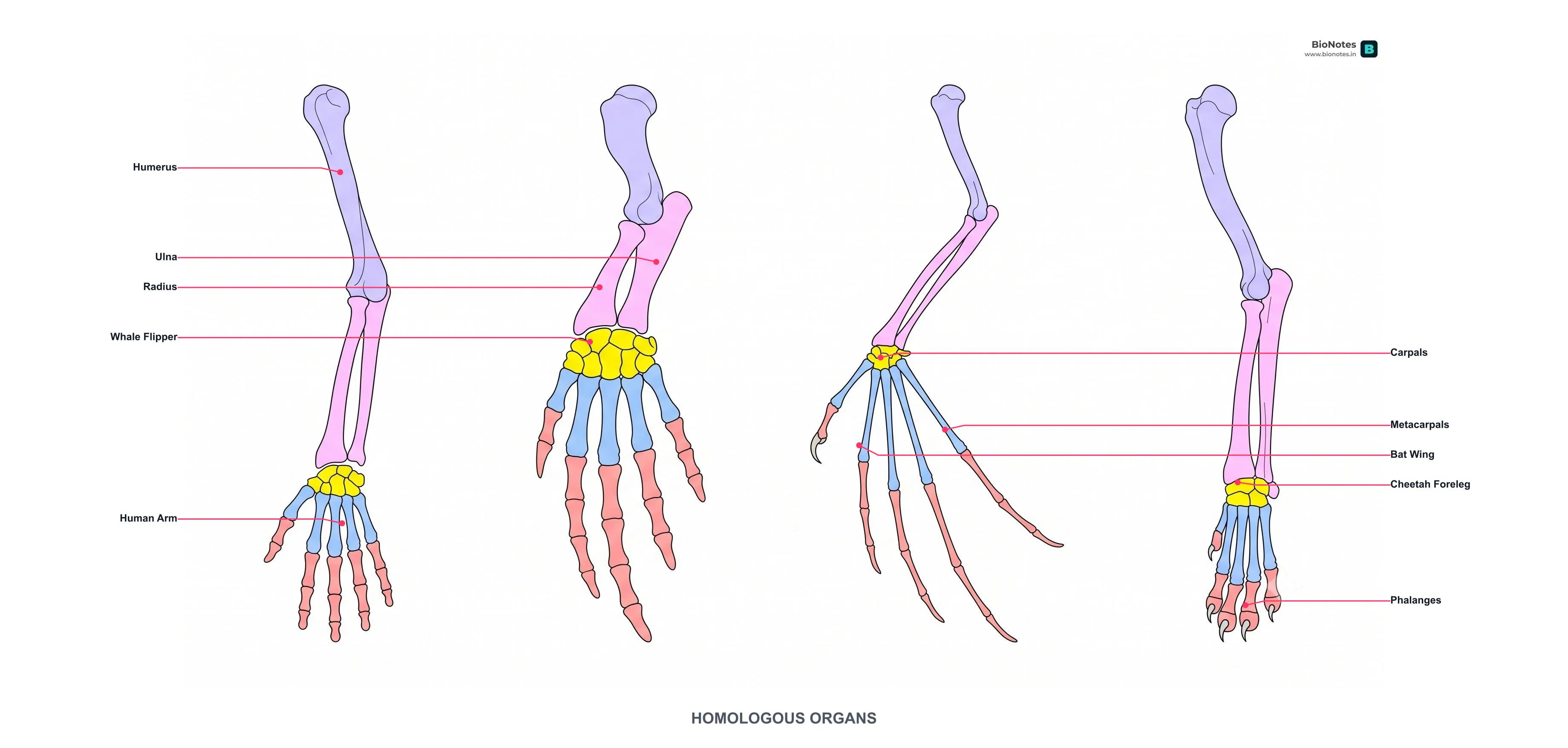 BioNotes gallery image