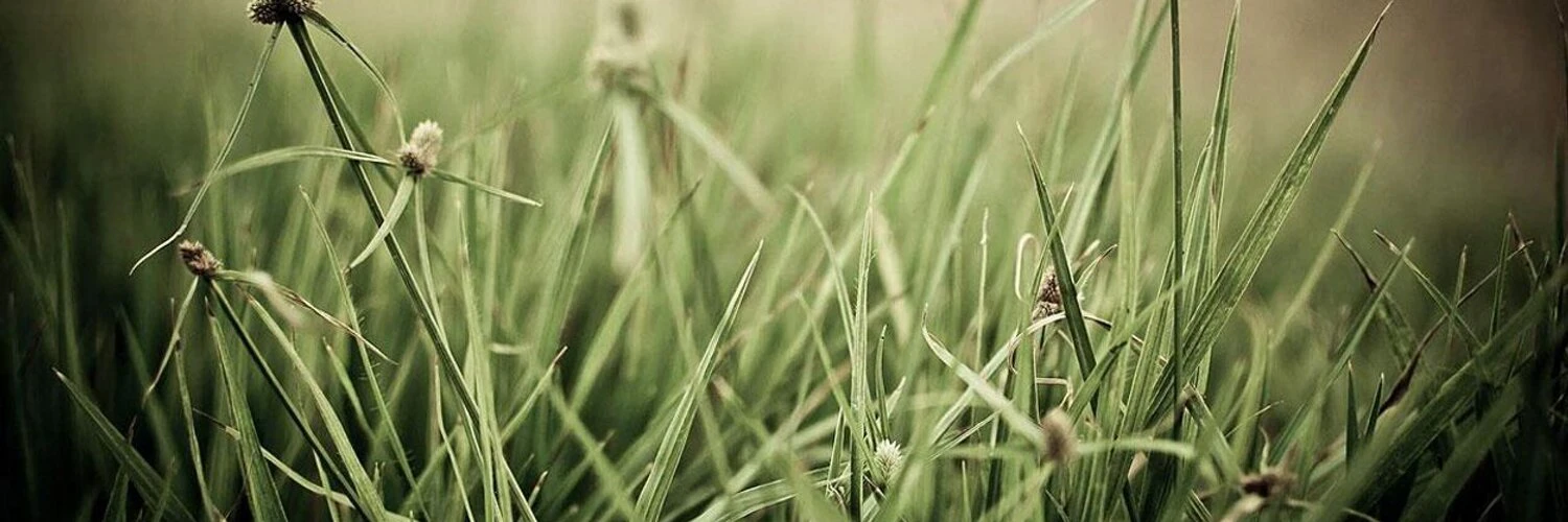 Roman Pramberger cover