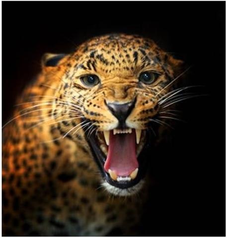 Mendon Cottage Books