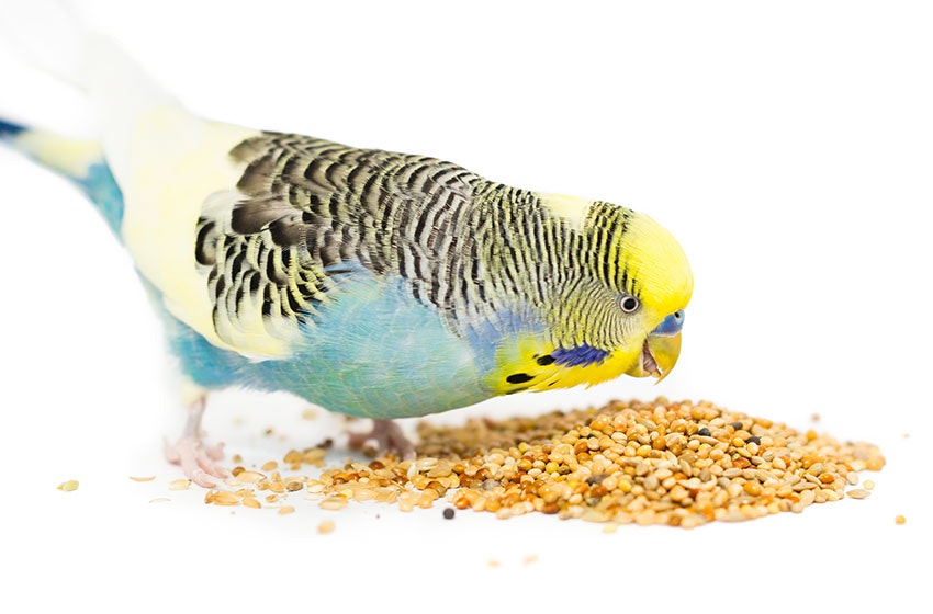 Best Parakeet Foods gallery image