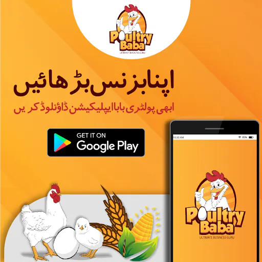 Poultry Baba gallery image