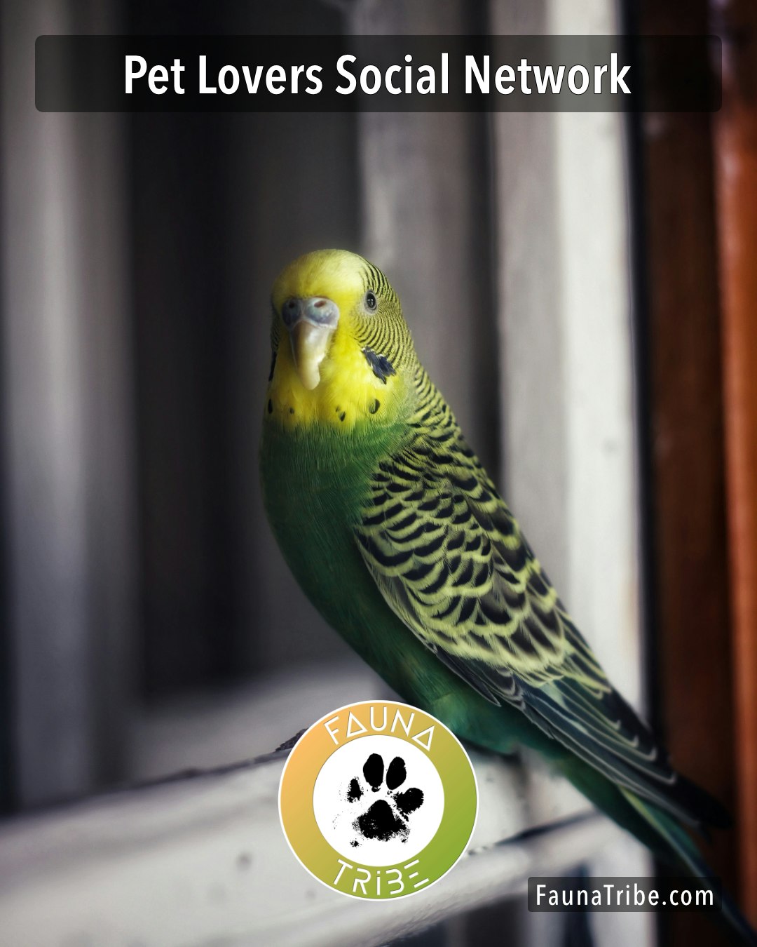 Fauna Tribe gallery image