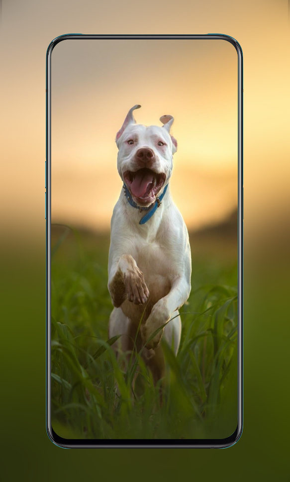 Download Over 100K HD Animal Wallpapers gallery image
