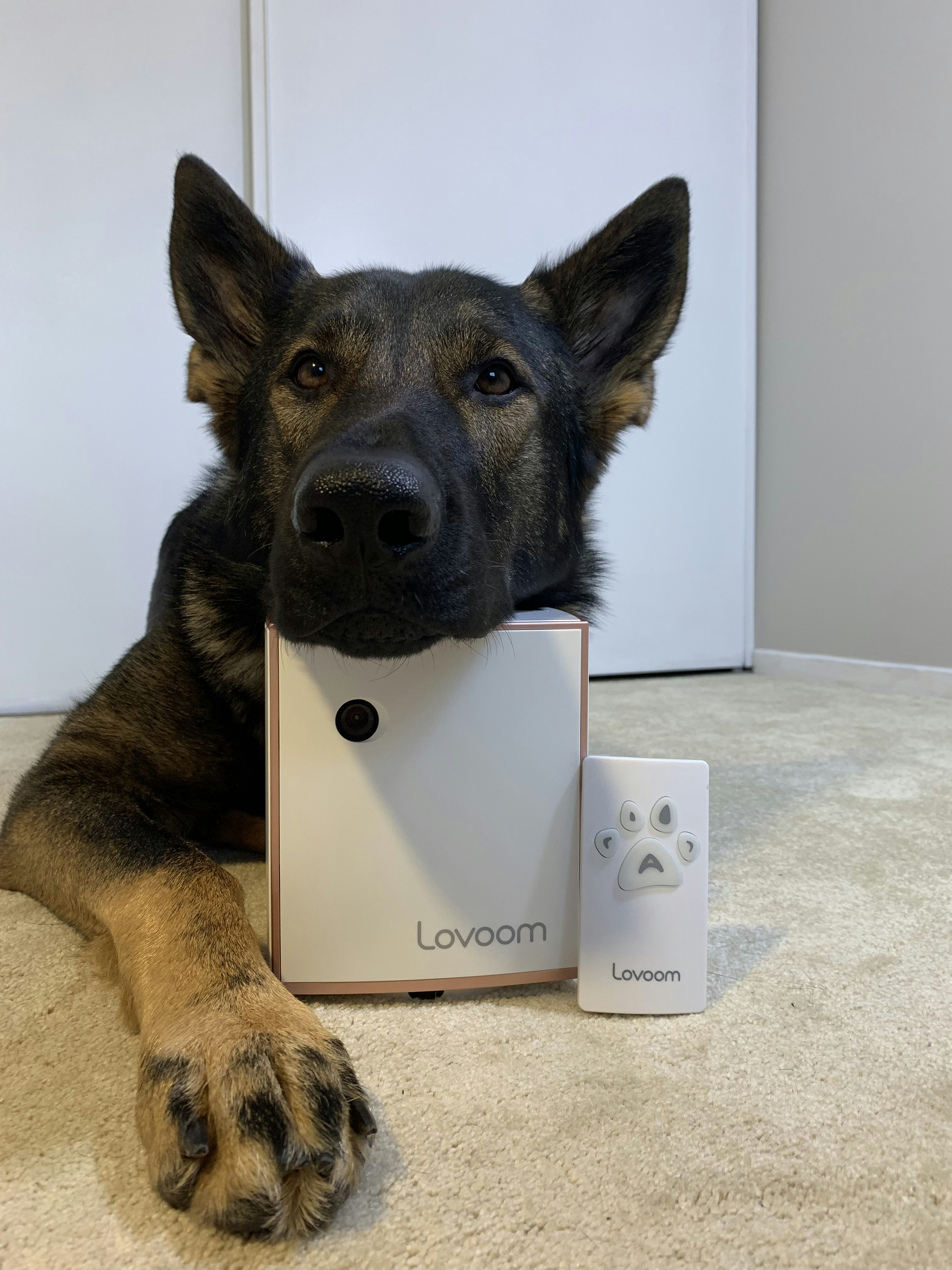 Lovoom - Pet Monitoring Camera.  gallery image