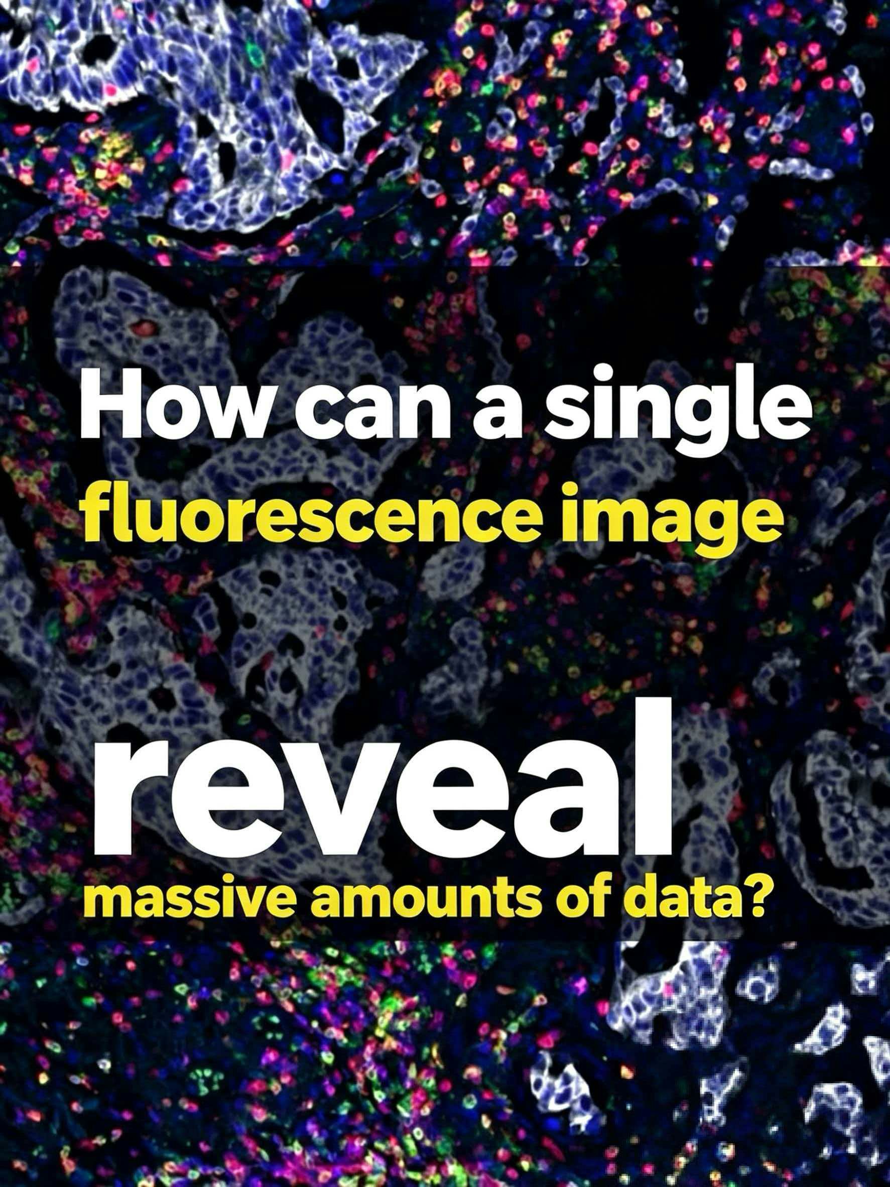 AI-Pathology gallery image