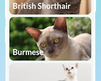 Cats Encyclopedia - Domestic Cats media 3