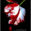New Moon: 2 (Twilight Saga)