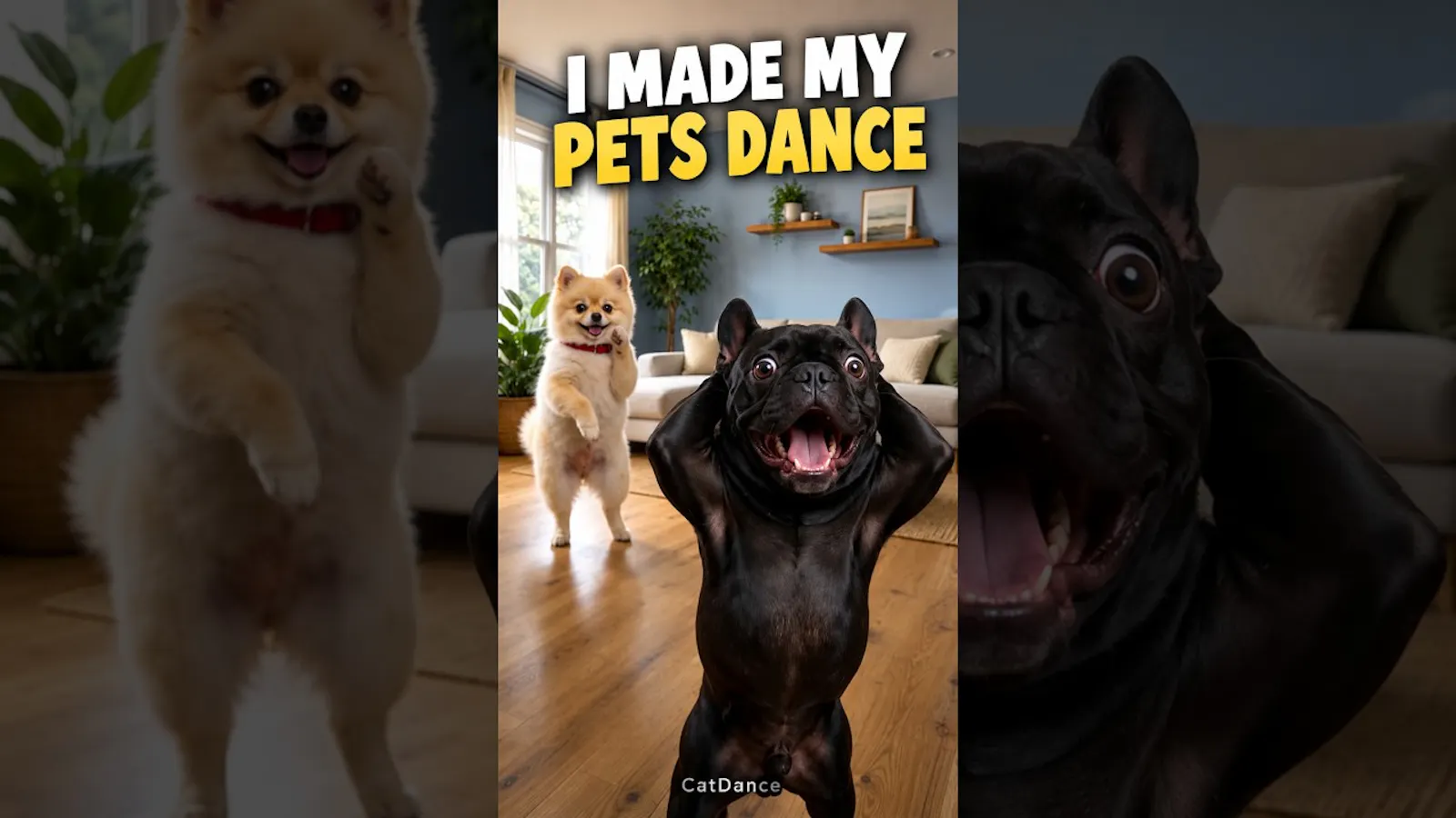 CatDance screenshot 1 (video preview)