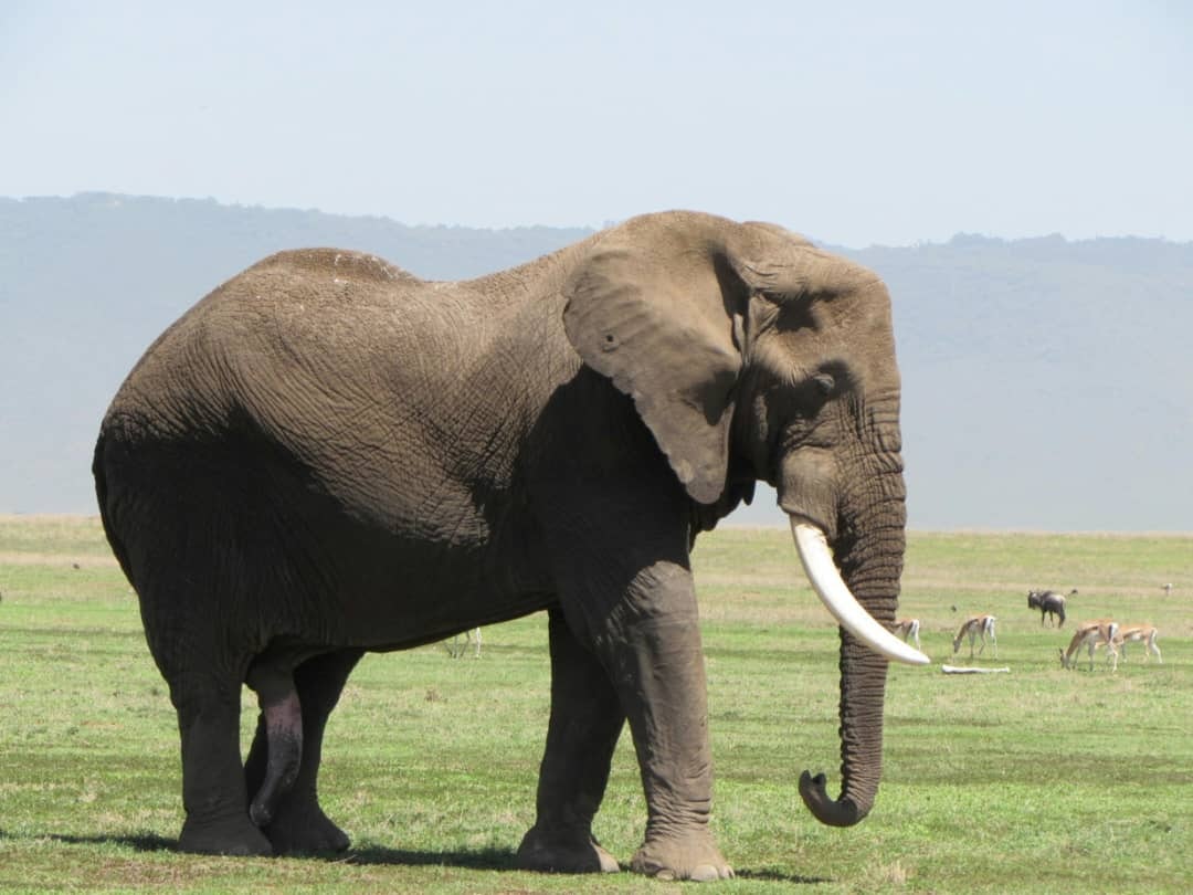 Africantrust Safari gallery image