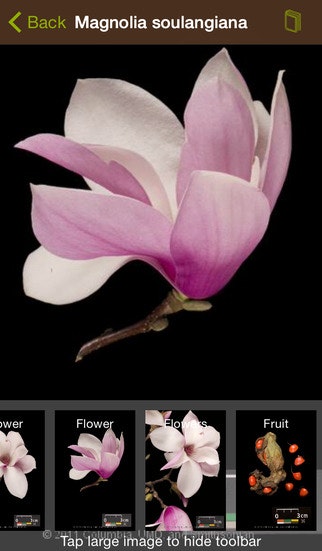 Leafsnap gallery image