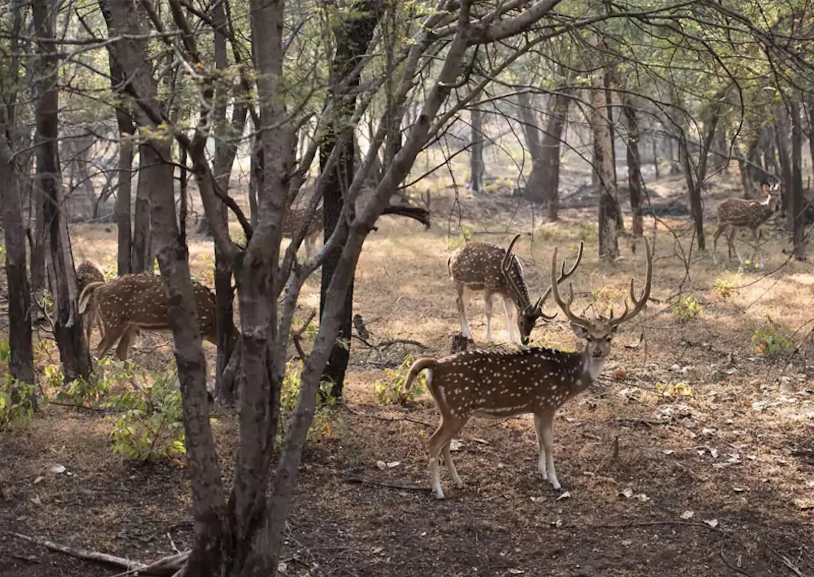 Cultural Safari Tours screenshot 7