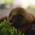 Sloth Facts