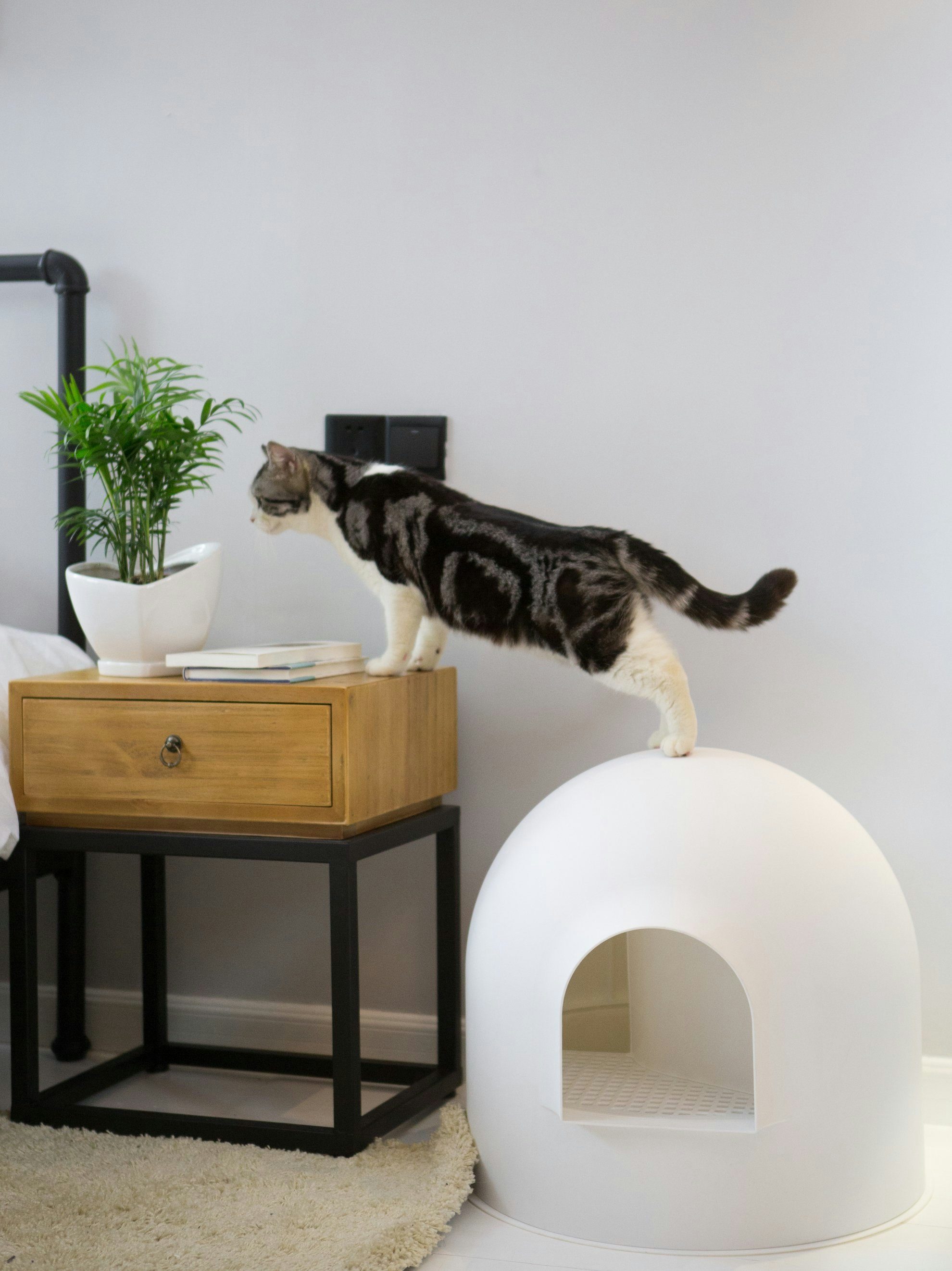 Want an invisible litter box? - try this! pidan igloo litter box gallery image