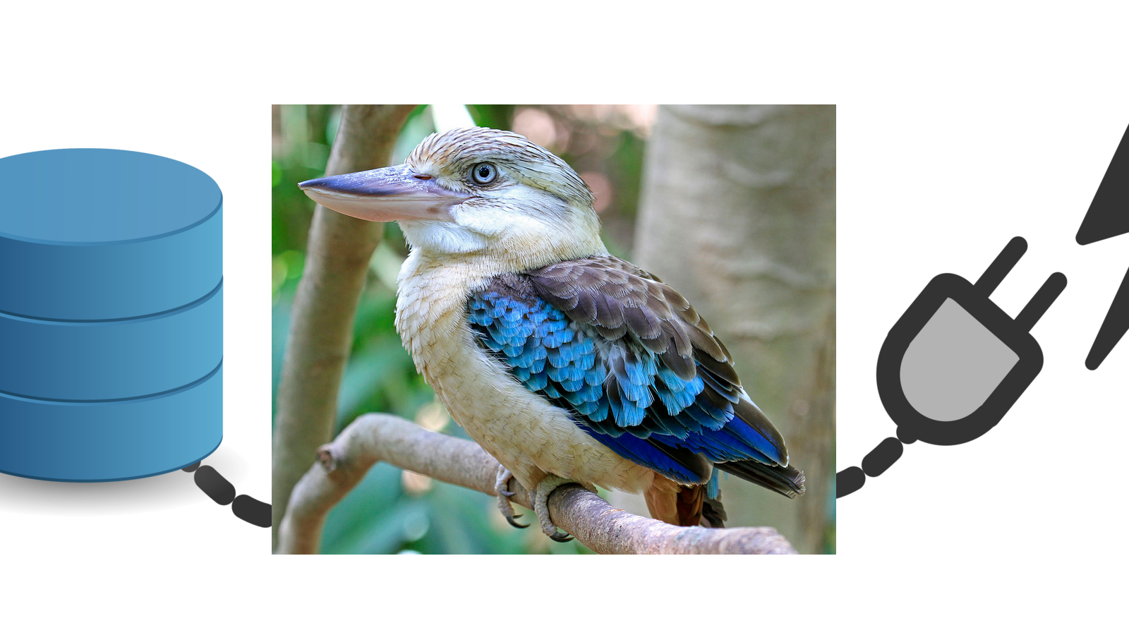 Kookaburra Privacy gallery image
