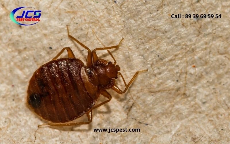 Termite Control Chennai  gallery image