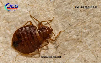 Termite Control Chennai gallery image