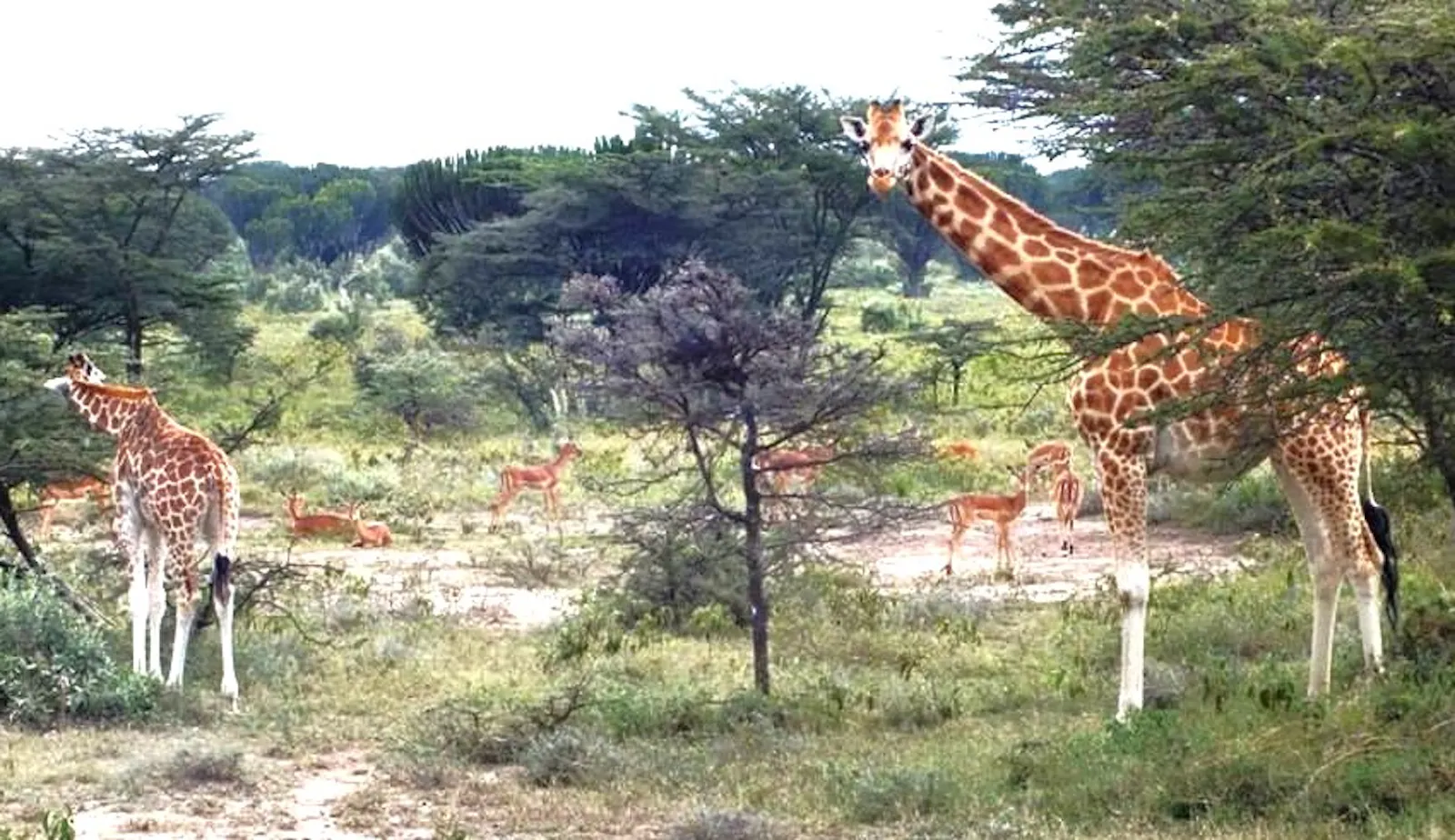 Wildlife Conservation Legacy in Kenya screenshot 7