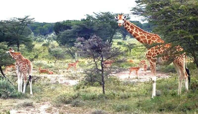 Wildlife Conservation Legacy in Kenya screenshot 7