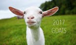 2017 Goats image