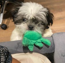 Full Moon Shih Tzus gallery image