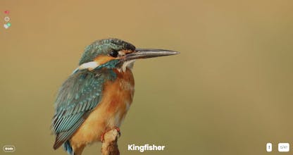 Tiny Know gallery image