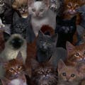 Cat Shake