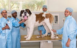 Pet Care Doctor in Gurgaon CGS-Hospital media 2
