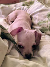 Friendly dog gallery image