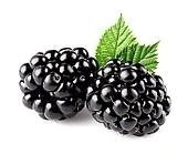 Arapaho Thornless Blackberry 판매 - Arapaho Thornless Blackberry 판매 미디어 1