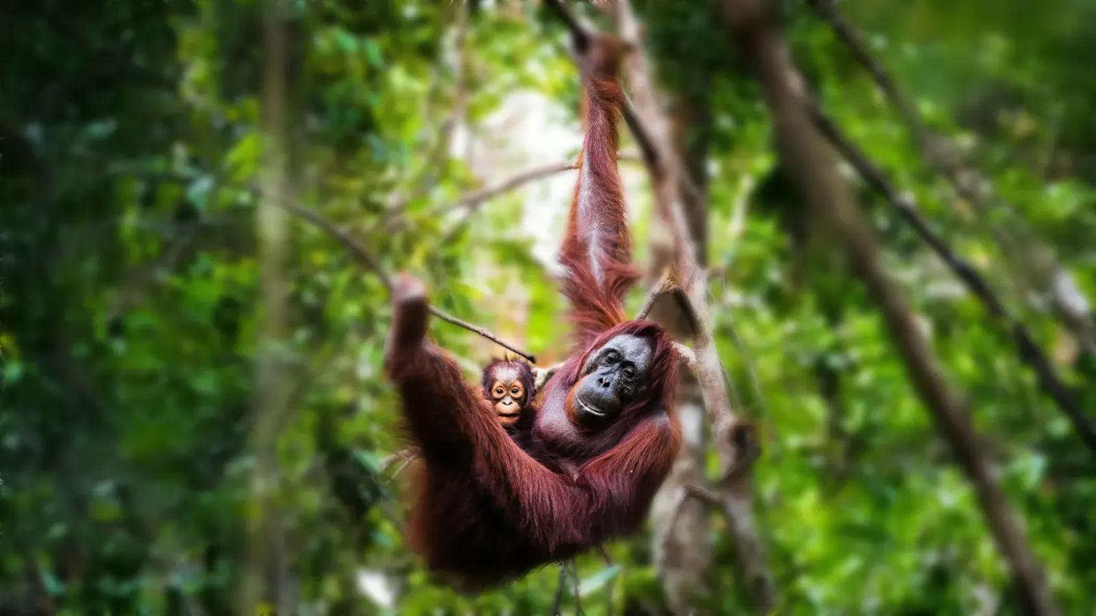 Wildlife Jungle Trip screenshot 1
