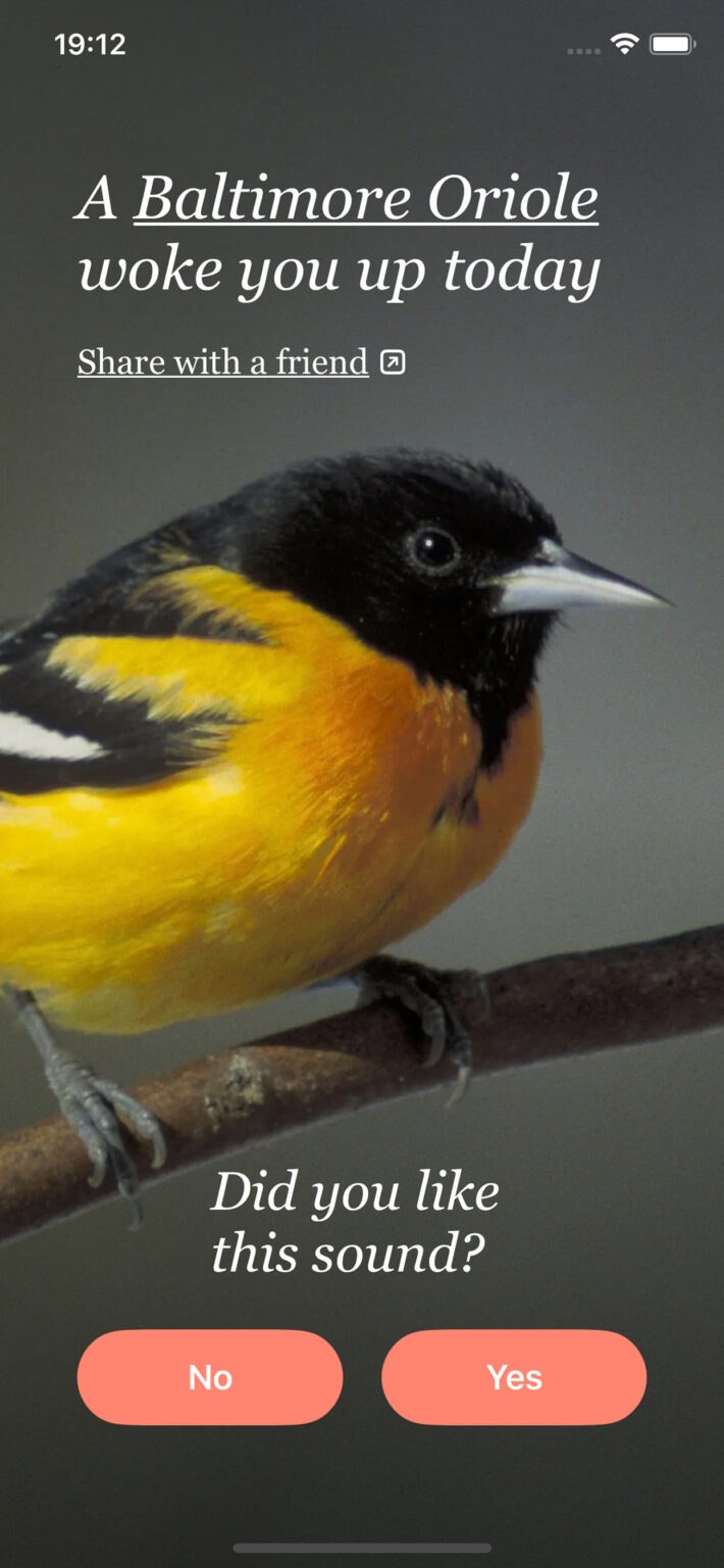 Bird Rise gallery image