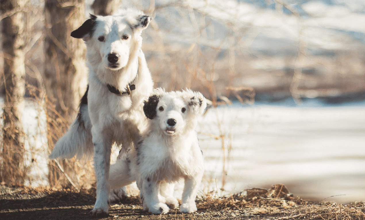 cuddle clones alternative