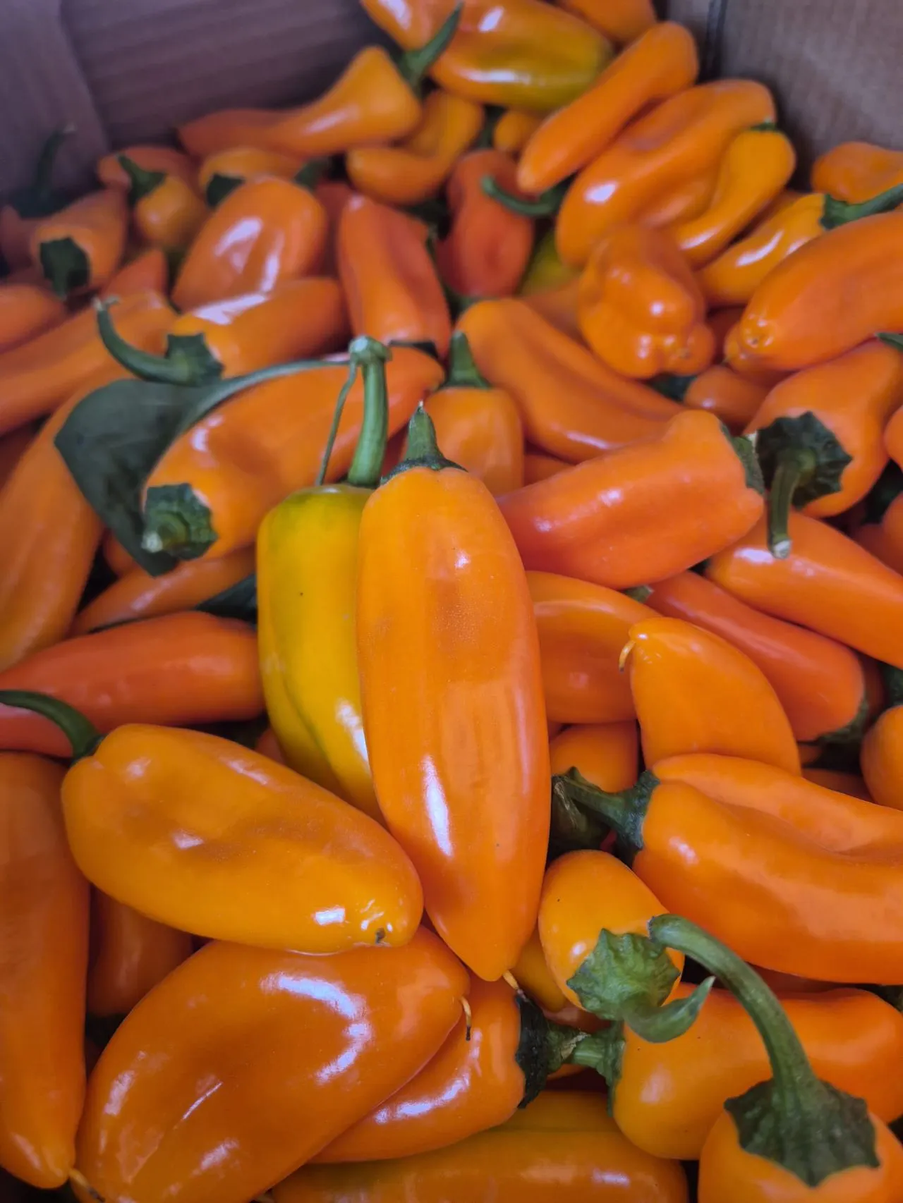 BreedX Specialty Vegetable Seed Breeding gallery image