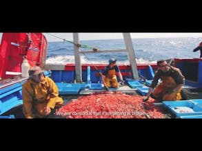 Sea2see gallery image