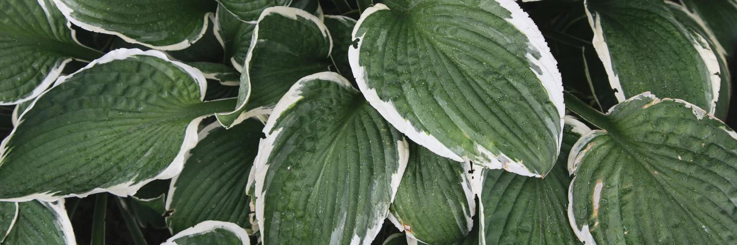 Eduardo Higareda cover