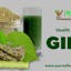 Giloy Health Benefits