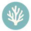 Coral Focus