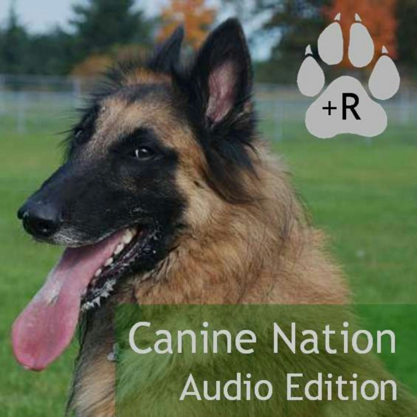 Canine Nation - Dog Expectations
