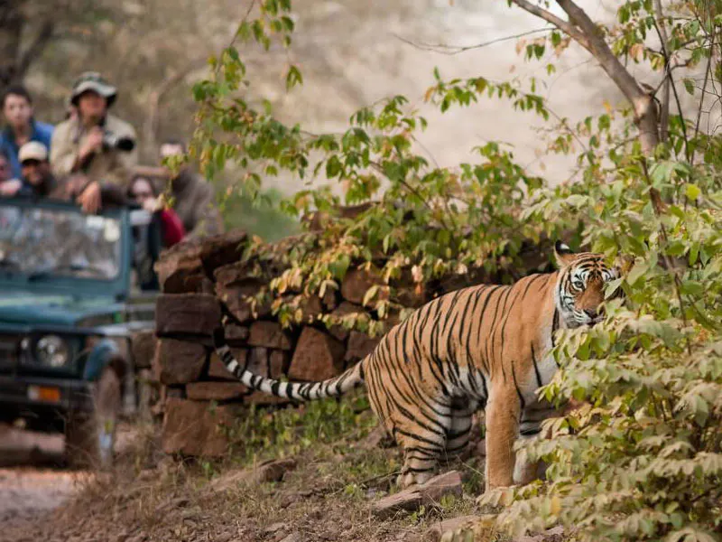 Cultural Safari Tours gallery image